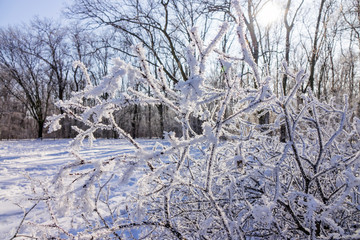 Fototapeta na wymiar Frozen naked branches