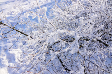 Frozen naked branches