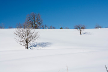 Fototapeta na wymiar 雪原の冬木立と青空