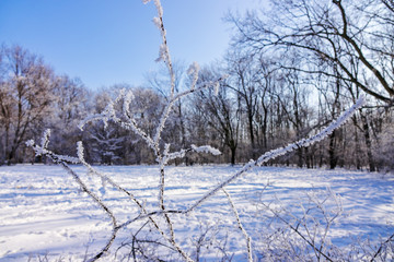 Frozen naked branches