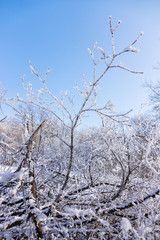 crown tree in winter