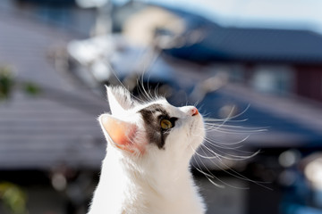 アンテナ