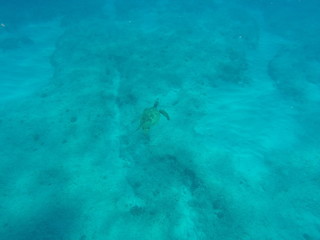 Wild sea turtule
