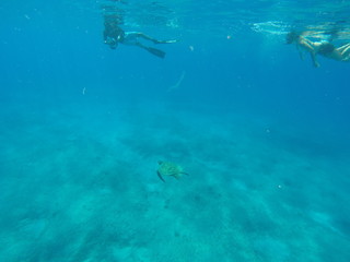 Fototapeta na wymiar Snorkeling with sea turtle