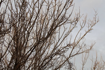 branches of a tree