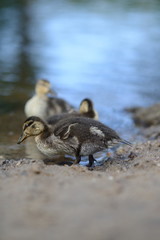 Tiere im Frühling. 3 Enten Küken spielen am Wasser See