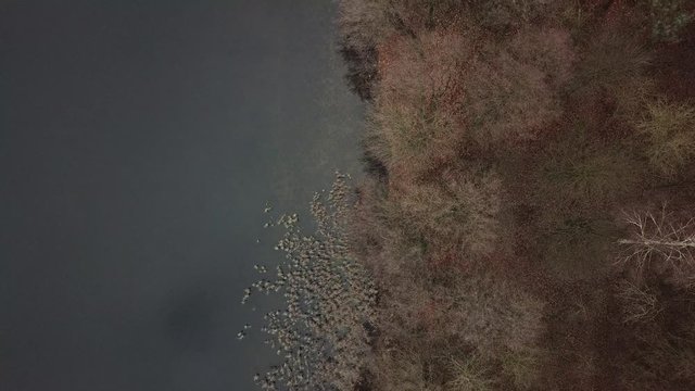 shore lake fog autumn autumn nature landing