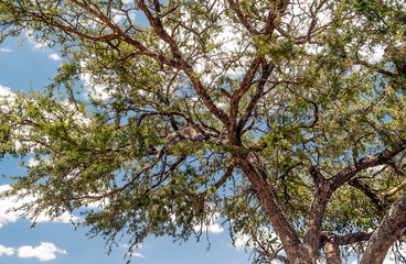 Leopard on the branches of a tree in the savannah of Tanzania