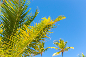 Fototapeta premium Palm trees in the resort of Punta Cana.
