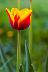 tulip on a green background