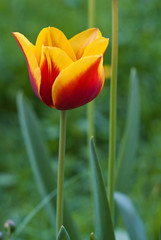 Tulip