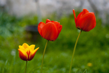 Tulip flowers