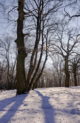 Trees under snow