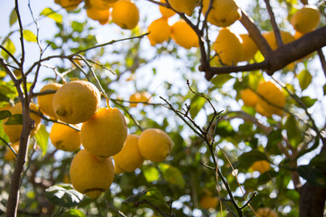 the delights of Sorrento
