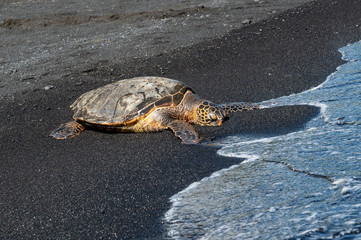 Scenes from Hawaii