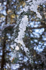 Softwoods under the snow