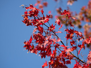 Red maple leaf in garden, beautuful light