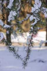 Softwoods under the snow