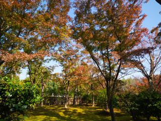 Naklejka premium Arashiyama,second week of Nov, 2018Red maple leaf in garden, beautuful light