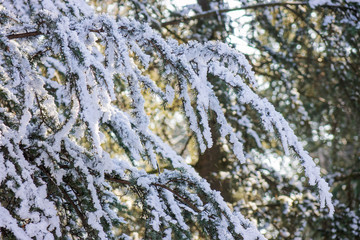 Softwoods under the snow