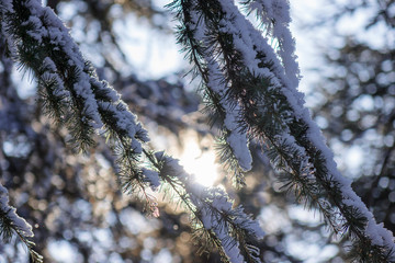 Obraz premium Softwoods under the snow