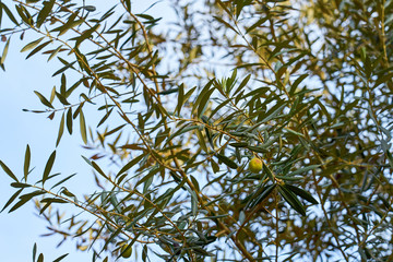              A green olive on branch of olive tree on a sunlight against a blue sky.