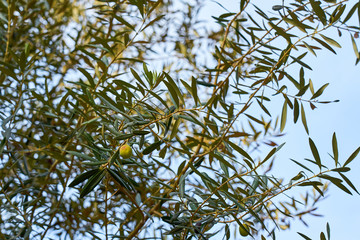              A green olive on branch of olive tree on a sunlight against a blue sky.