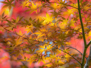 leaf changing colour to be pale yellow, orange red  in autumn and fall, beautiful compost, Kyoto Autum first two week of Nov, 2018
