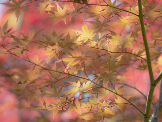 leaf changing colour to be pale yellow, orange red  in autumn and fall, beautiful compost, Kyoto Autum first two week of Nov, 2018