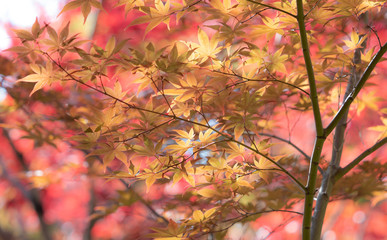 leaf changing colour to be pale yellow, orange red  in autumn and fall, beautiful compost, Kyoto Autum first two week of Nov, 2018