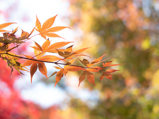 Kyoto Autum first two week of Nov, 2018