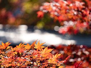 Maple leaf changing colour to be pale yellow, orange red  in autumn and fall, 