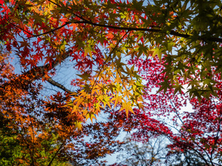 Kyoto Autum first two week of Nov, 2018