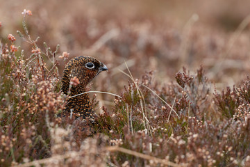 red grouse, lagopus lagopus