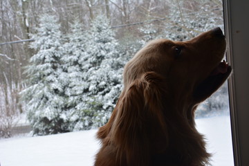 Dog silhouette by door