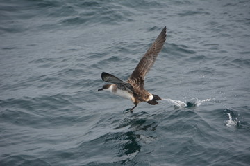 Seagull on ocean