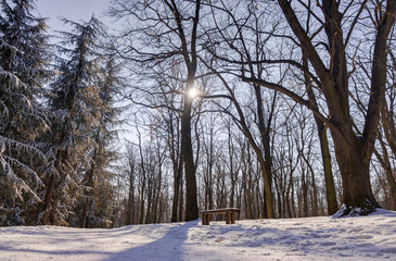Obraz premium Trees under snow