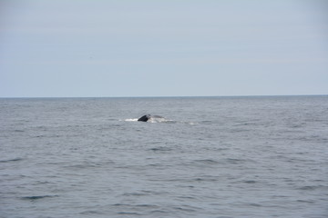 Fototapeta na wymiar Whale in ocean