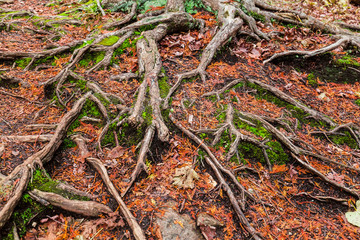 Toronto, Ontario Canada, Halton Hills area, beautiful amazing closeup detailed view of various exposed tree roots, Roots have two main roles anchoring trees in the ground and collecting minerals