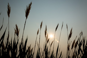 stand of grass at dusk