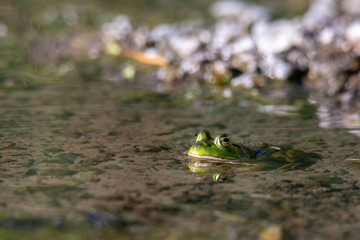 frog waiting in the water