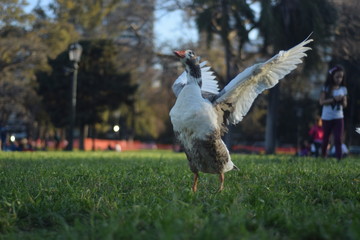 Naturaleza Argentina
