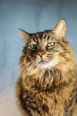 Fototapeta na wymiar Close Up of A Long Hair Domestic Tabby Cat