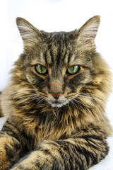 Close Up of A Long Hair Domestic Tabby Cat