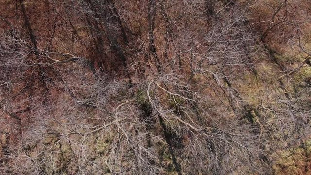 forest with leafless