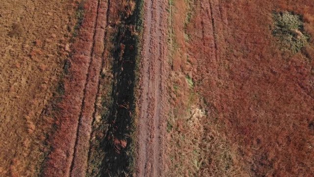 A dirt road through over grown field