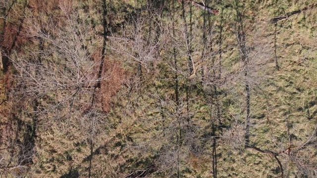 Trees by a field and river