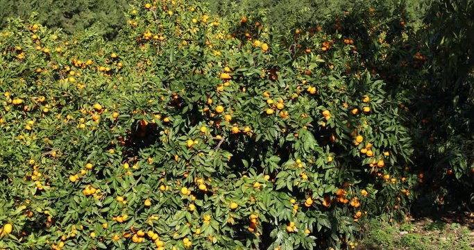 Mandarin trees with fruits on plantation