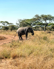 Elephants surrounded by acacias in Tanzania