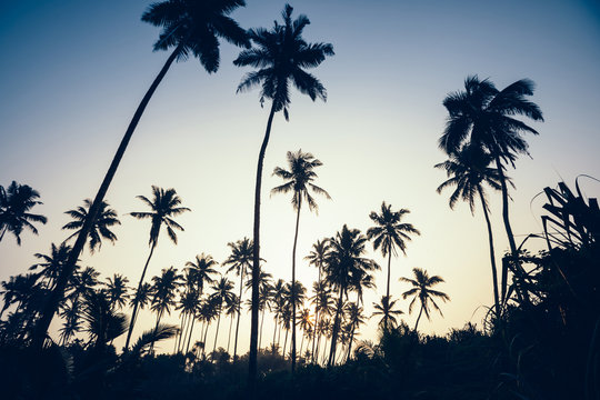Silhouette of coconut trees on tropical island in the sunrise